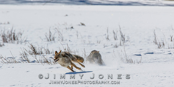 Coyotes Great Chase