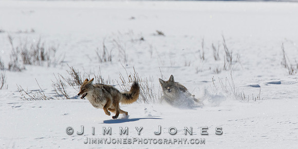 Coyotes Great Chase
