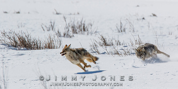 Coyotes Great Chase