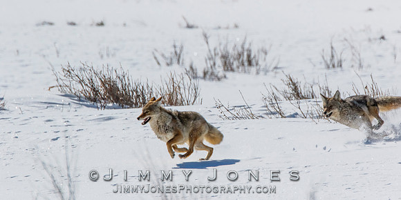 Coyotes Great Chase