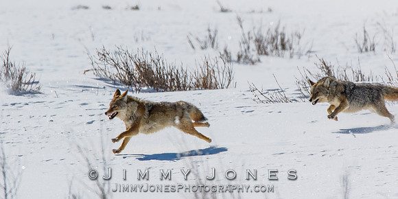 Coyotes Great Chase
