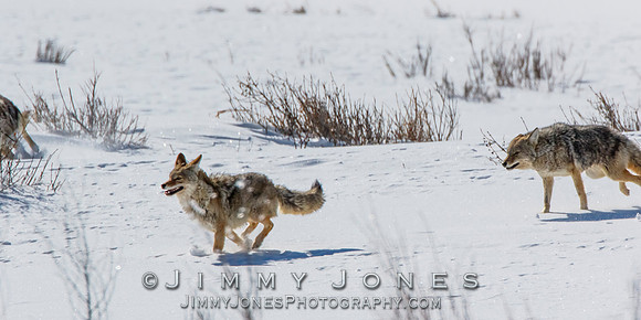 Coyotes Great Chase