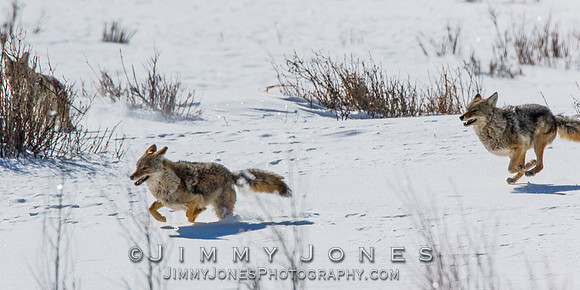 Coyotes Great Chase