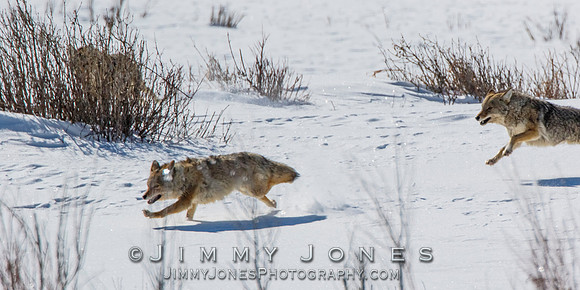Coyotes Great Chase