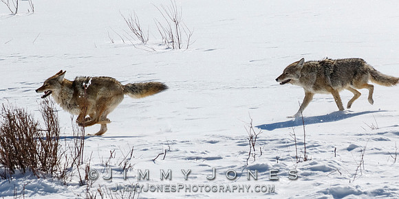 Coyotes Great Chase