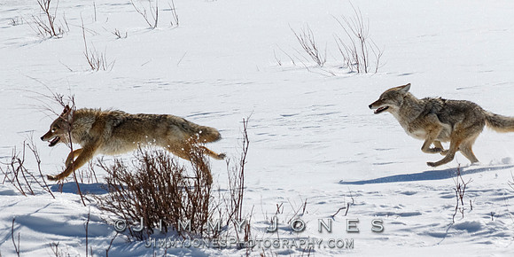 Coyotes Great Chase