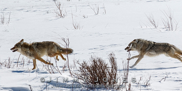 Coyotes Great Chase