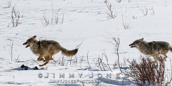 Coyotes Great Chase