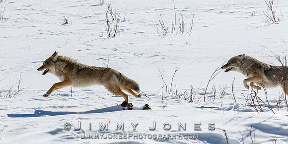 Coyotes Great Chase