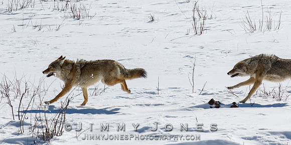 Coyotes Great Chase