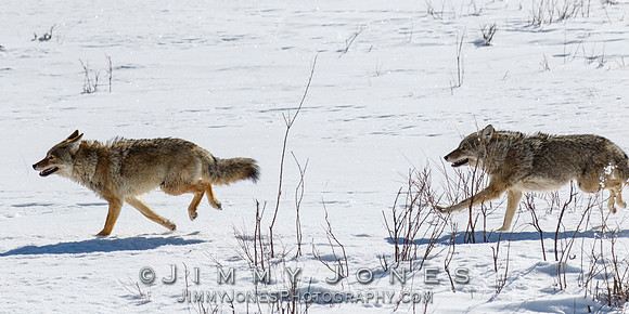 Coyotes Great Chase
