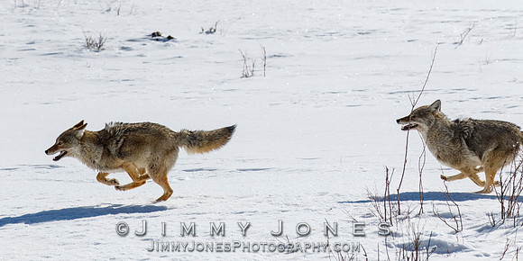 Coyotes Great Chase