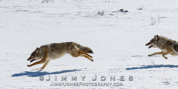 Coyotes Great Chase