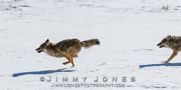 Coyotes Great Chase