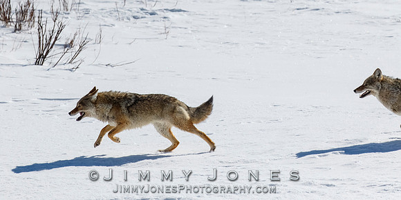 Coyotes Great Chase