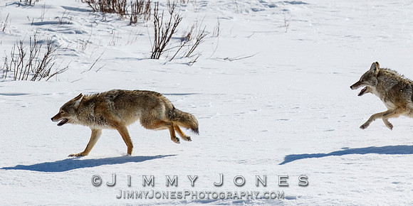 Coyotes Great Chase