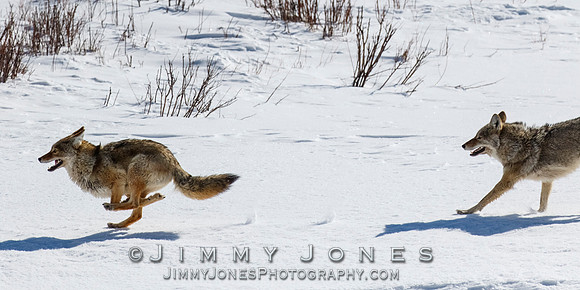 Coyotes Great Chase