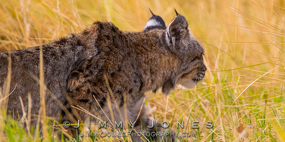 Bobcat