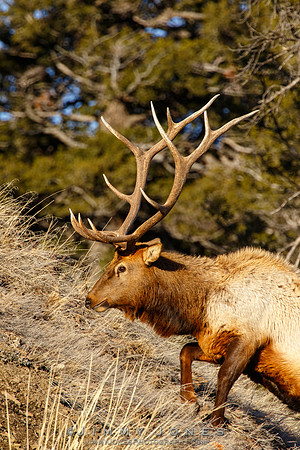 Bull Elk