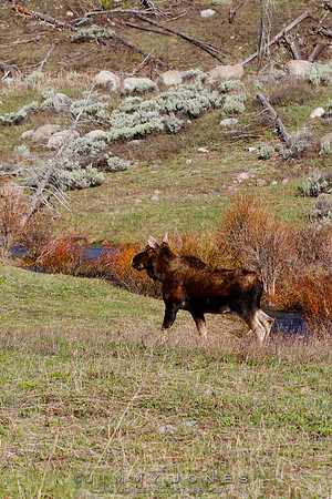 Moose