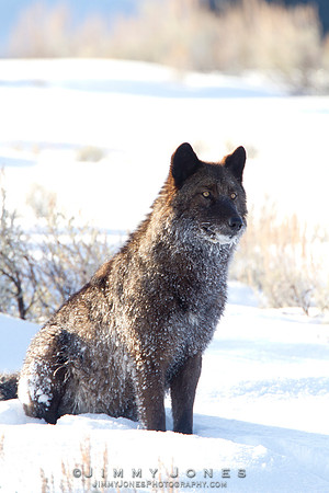 Agate Yearling / Gray Wolf - CS/P0018