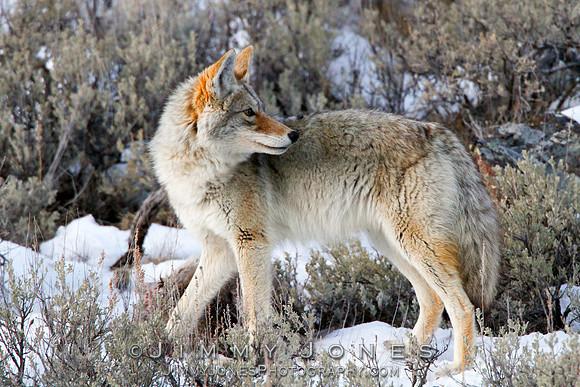 Coyote