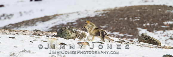 Canyon pup "No Pants" w/ mange - BS/P0032