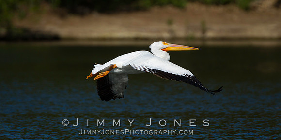 White Pelican