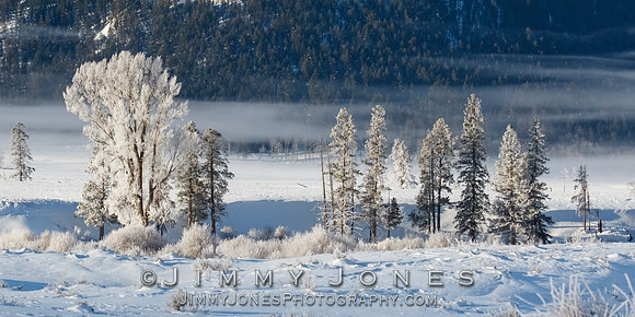Hoar Frost