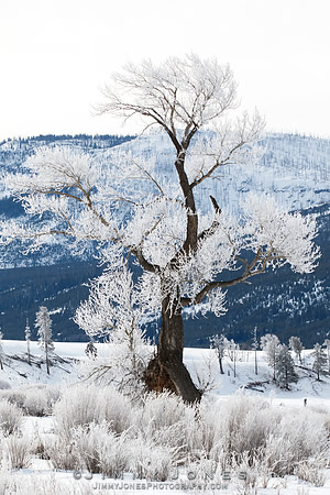 Dancing Tree w/ Hoar Frost