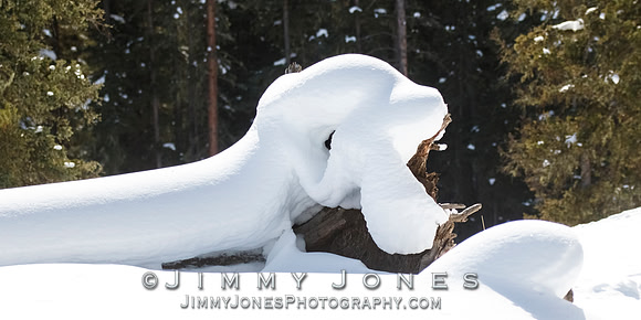 Giant Snow Ermine