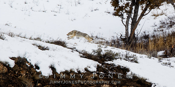 Coyote Running