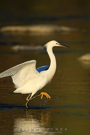 Snowy Egret