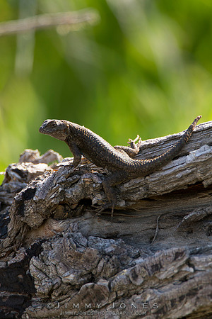 Western Fence Lizard