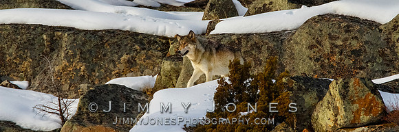 '06 Female Wolf
