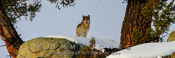 '06 Female Wolf