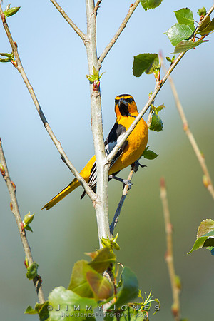 Bullock's Oriole