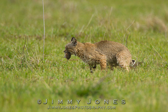 Bobcat