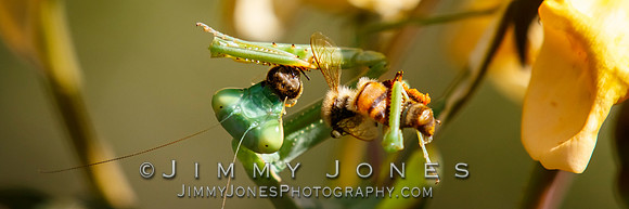 Praying Mantis With Prey