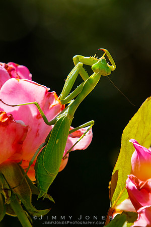 Praying Mantis