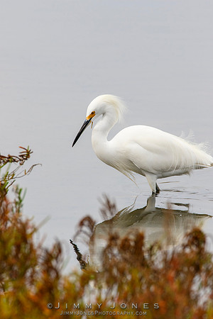 Snowy Egret