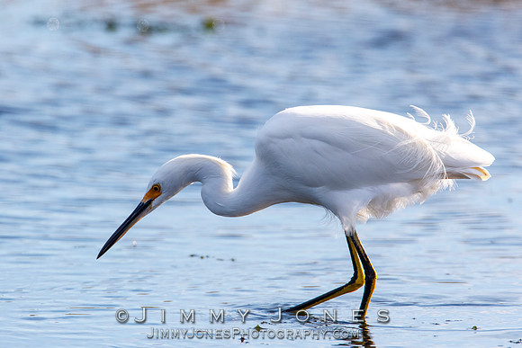 Snowy Egret