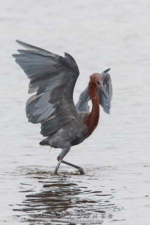 Reddish Egret