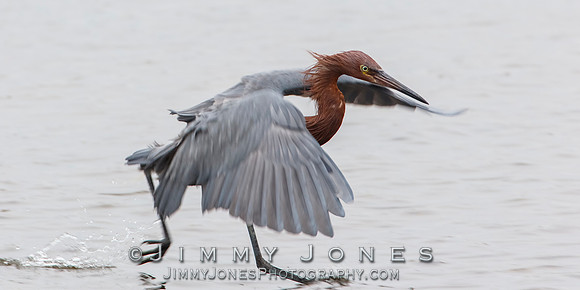 Reddish Egret