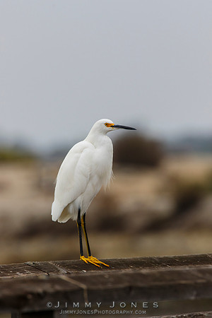 Snowy Egret