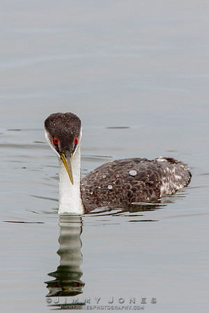 Western Grebe