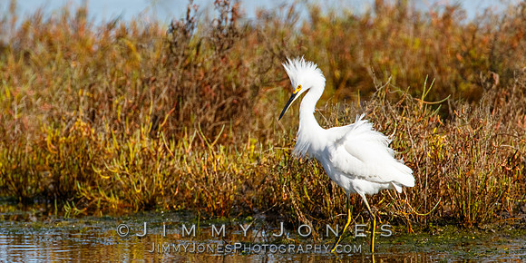Snowy Egret