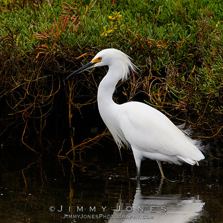 Snowy Egret