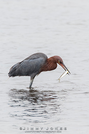 Reddish Egret
