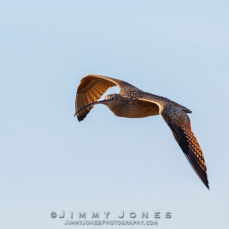 Long-billed Curlew